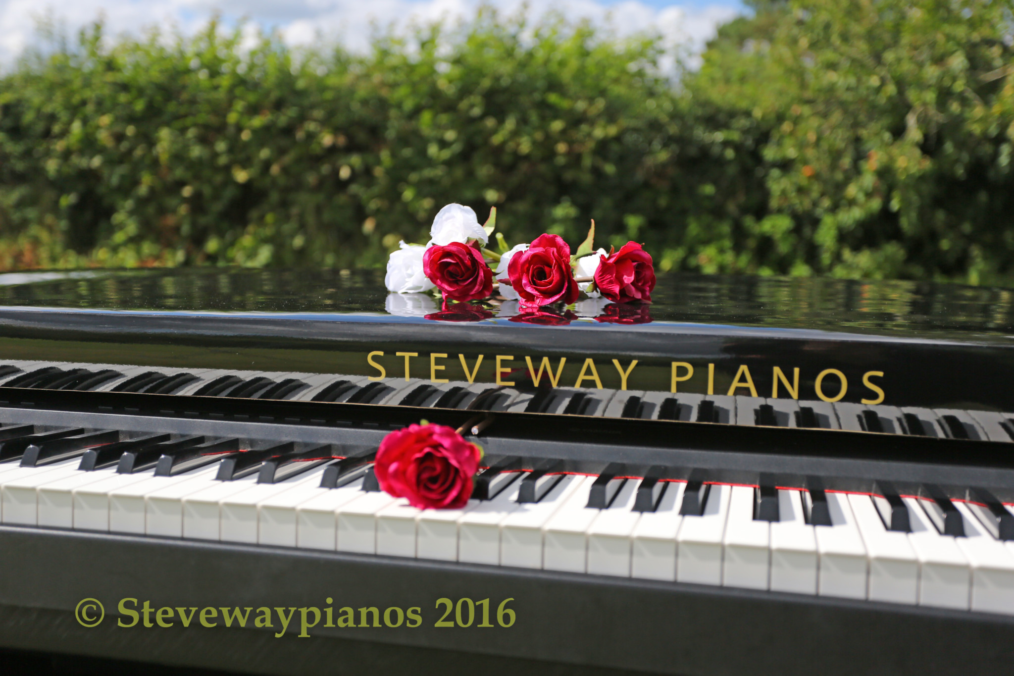 Steveway Pianos